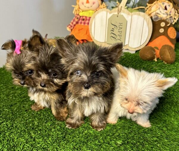  Yorkie   puppies