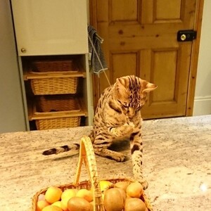 Savannah kittens for sale | PostAds PH