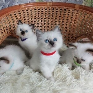 Lykoi cat for sale | PostAds PH