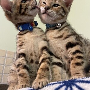 Cheery Bengal Kittens | PostAds PH