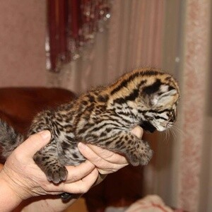 Ocelot Kitten | PostAds PH