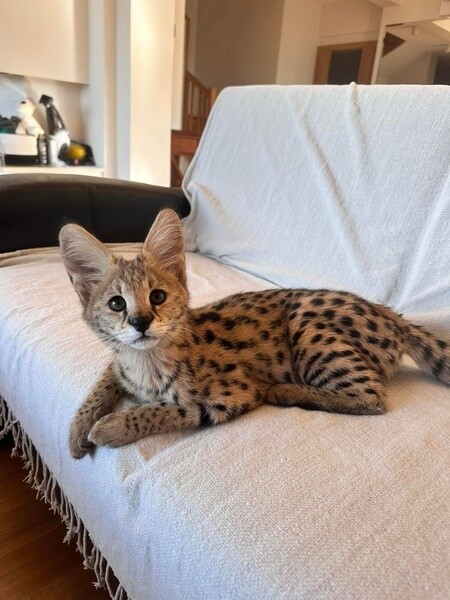  African Serval 