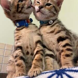 Cheery Bengal Kittens | PostAds PH