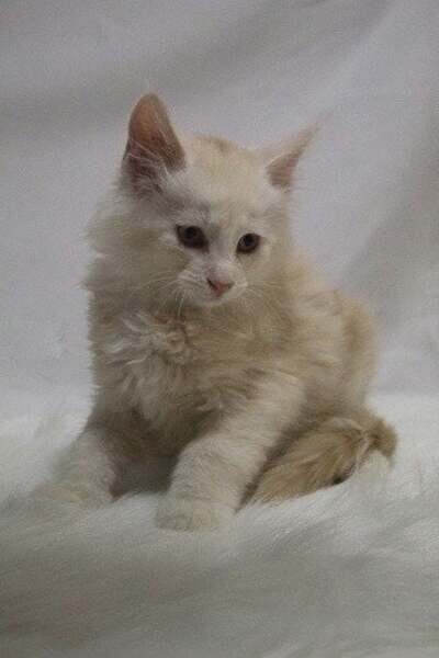 Maine Coon Cats for Sale: