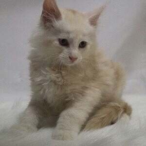 Maine Coon Cats for Sale: | PostAds PH