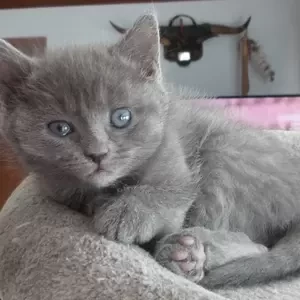 Russian Blue Kitten | PostAds PH