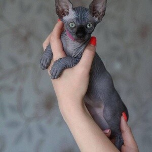 lovely Sphynx Kittens | PostAds PH