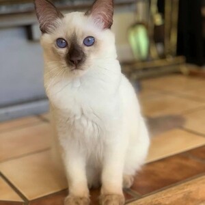 Balinese Kittens | PostAds PH