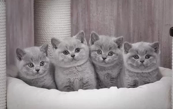 fluffy champions BSH kittens