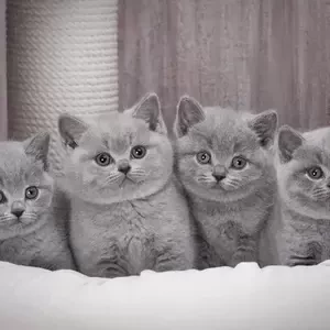 fluffy champions BSH kittens | PostAds PH