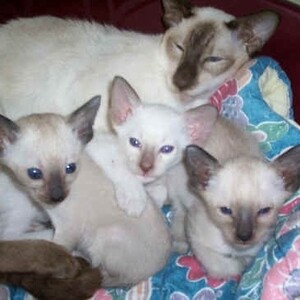 Adorable Siamese Kittens Available | PostAds PH