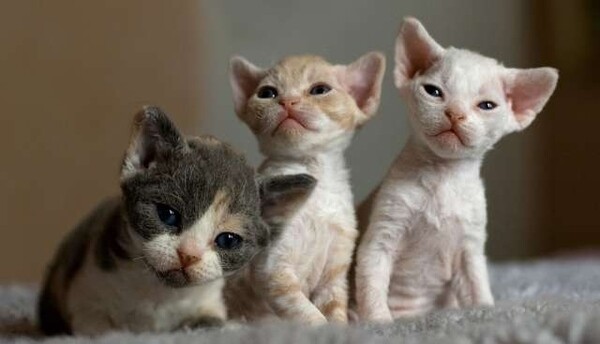 Male And Female Devon Rex Kittens