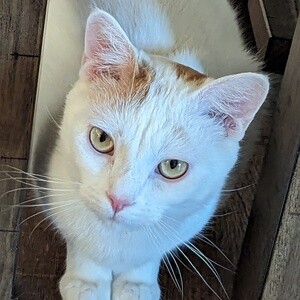 Adorable Male And Female Handsome Kitty - | PostAds PH