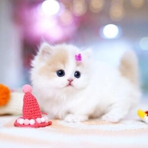 Munchkin Cat for Sale | PostAds PH