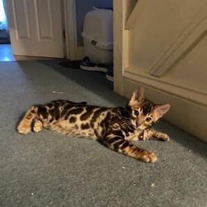 female Bengal kittens | PostAds PH