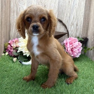 Ralph puppy | PostAds PH