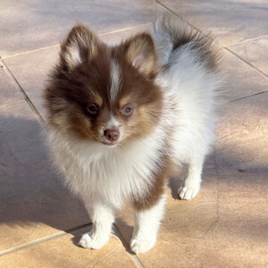 Pomeranian puppy for adoptoin | PostAds PH