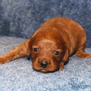 Cavapoo puppy for sale | PostAds PH