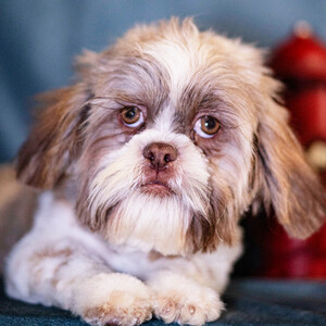 Shih Tzu puppy for sale | PostAds PH