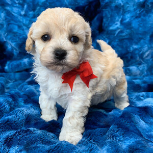 Maltipoo for sale | PostAds PH