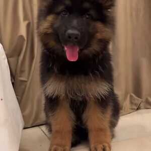 German shepherd puppies | PostAds PH