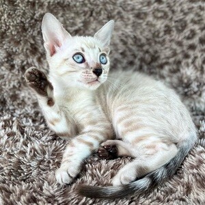 Purebred Bengal kittens available | PostAds PH
