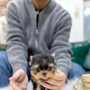 Purebred Teacup Yorkie puppies available | PostAds PH