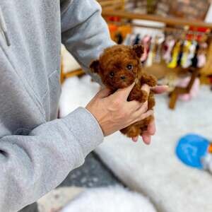 Purebred Teacup Poodle puppies available | PostAds PH
