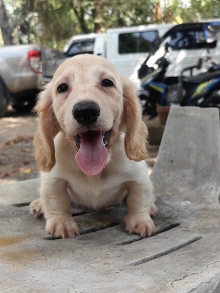 Male Dachshund Cream