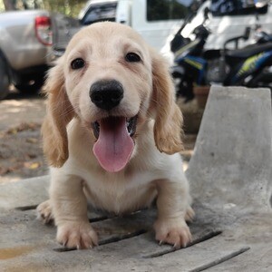 Male Dachshund Cream | PostAds PH