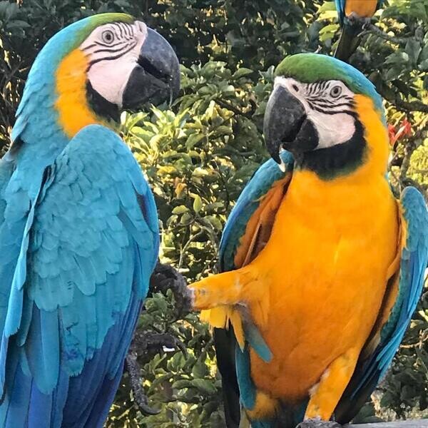 Macaw parrots for rehoming