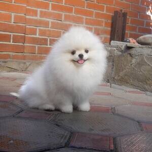 Pomeranian Puppies For Sale | PostAds PH