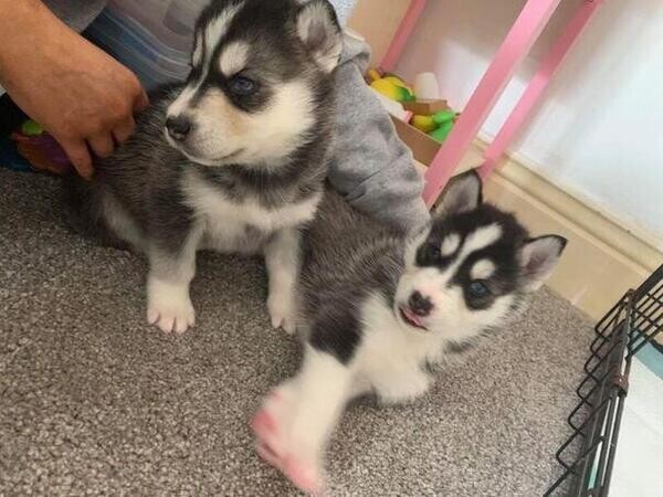 Beautiful Husky Puppies For Sale