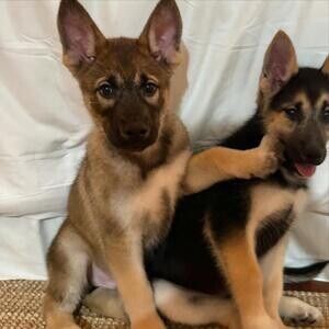 Beautiful German Shepherd puppies | PostAds PH
