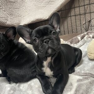 French Bulldog Puppies For Sale | PostAds PH