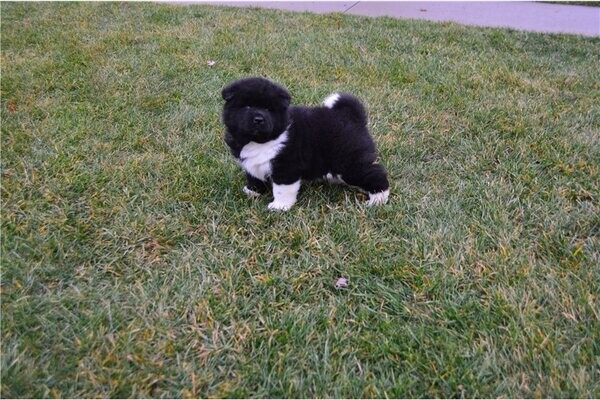 Akita Puppies For Sale