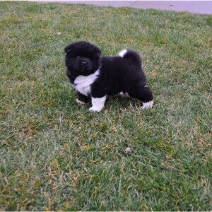 Akita Puppies For Sale | PostAds PH