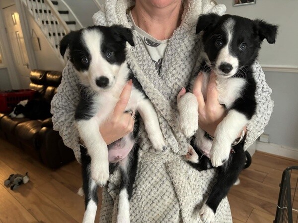 Beautiful Border Collie Puppies