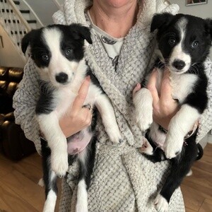 Beautiful Border Collie Puppies | PostAds PH