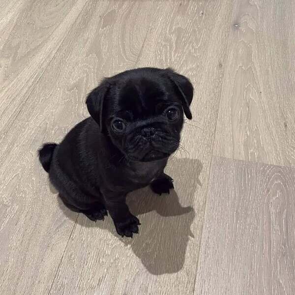 Cute little pugs puppies available 