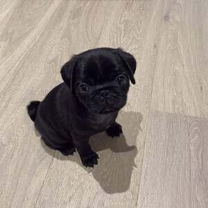 Cute little pugs puppies available | PostAds PH