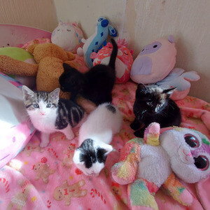 Natalija Kittens | PostAds PH