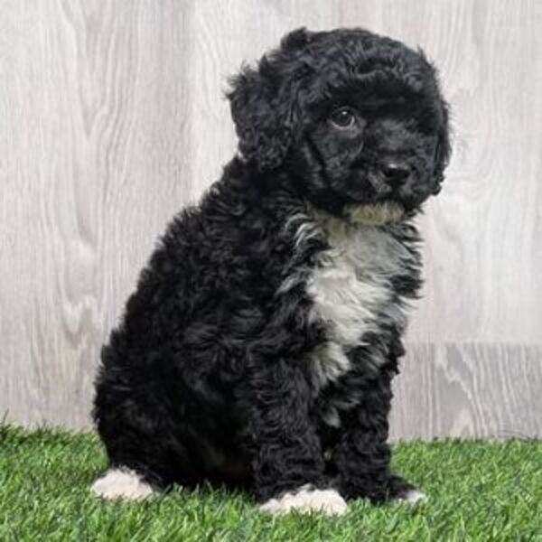 Titus puppies