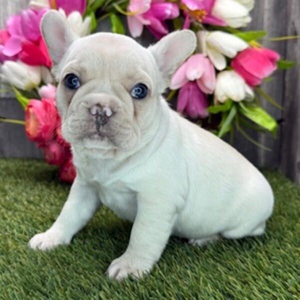French Bulldog  puppie