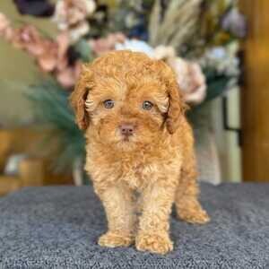 Mini Doodle puppies available | PostAds PH