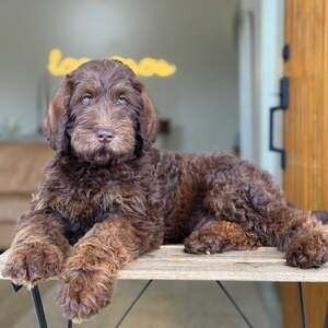 Male Doodle puppy available | PostAds PH