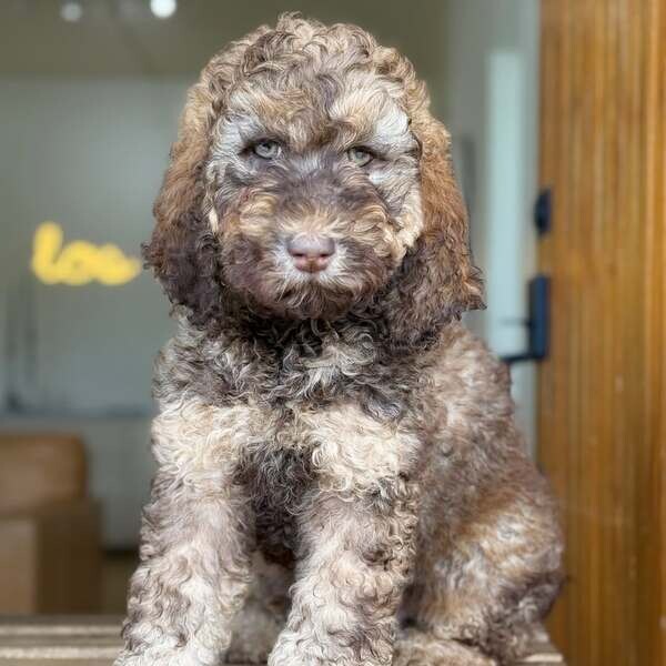 Female Doodle  puppy available