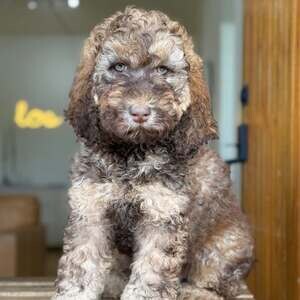 Female Doodle puppy available | PostAds PH