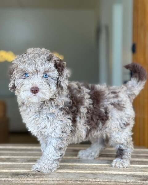 Adorable Doodle available 