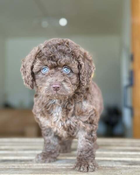 Adorable female mini Doodle available